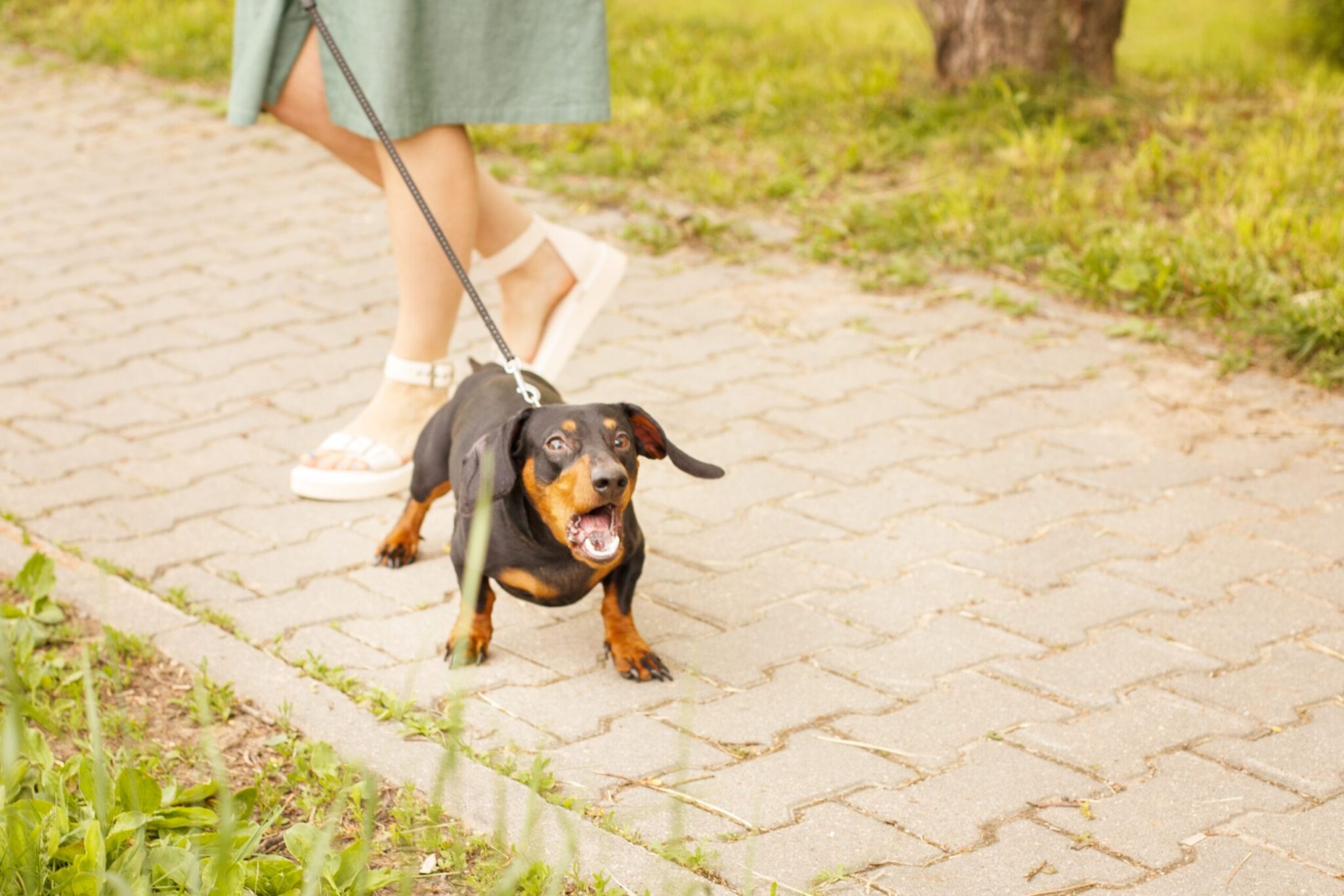Γιατί ο σκύλος μας γαβγίζει στους ανθρώπους στη βόλτα;