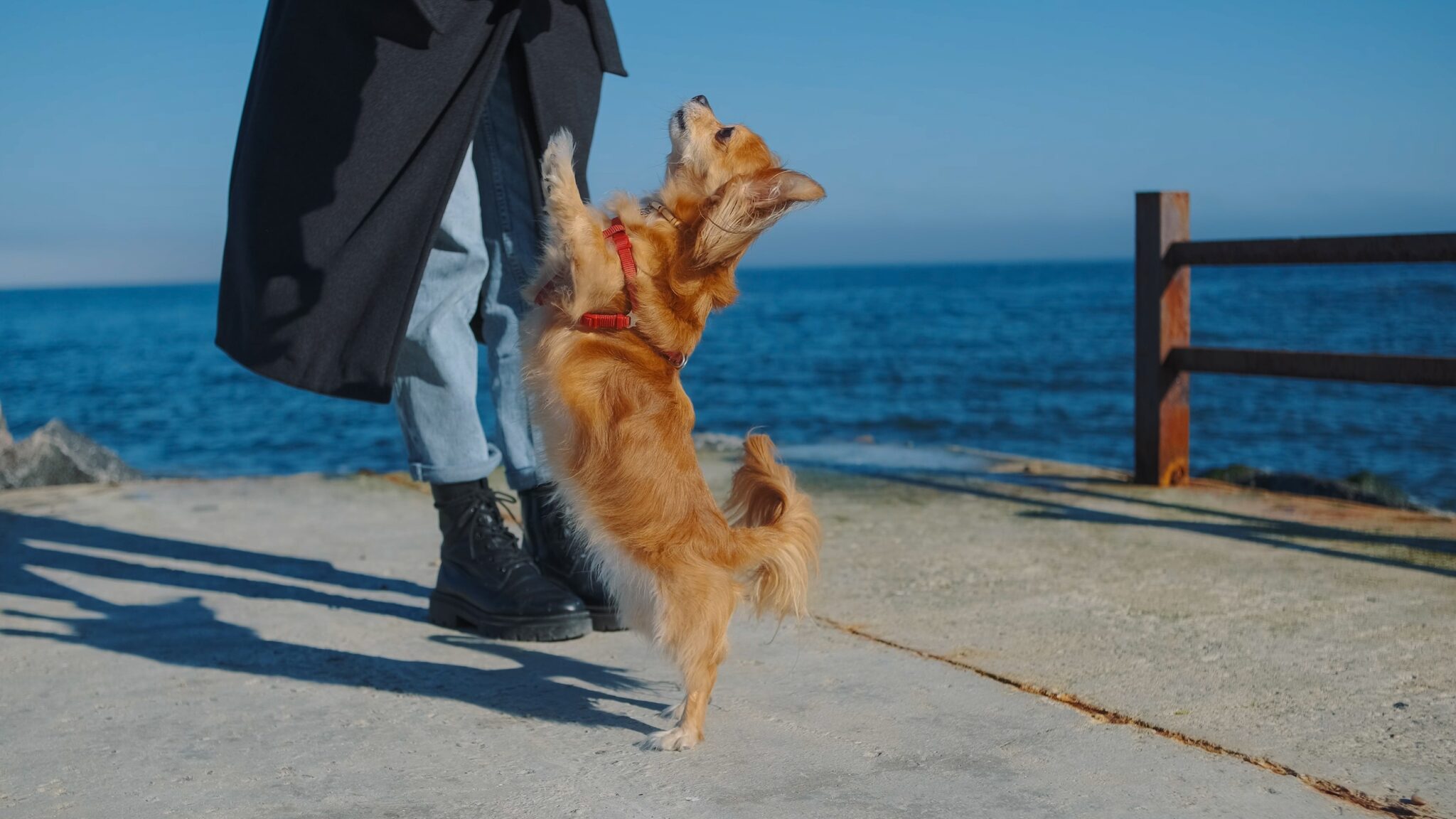 Γιατί ο σκύλος σας πηδάει πάνω σας