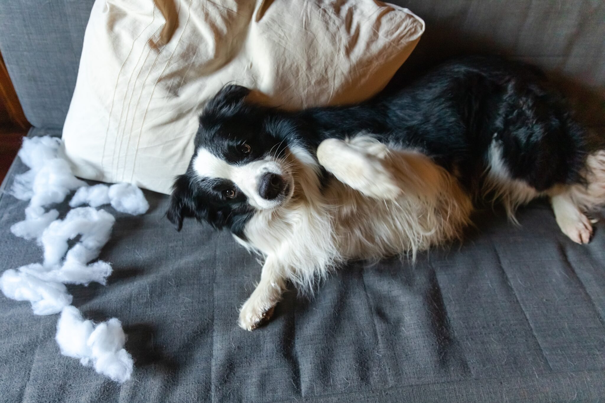 Εκδίκηση ή άγχος; Τι σημαίνουν οι αταξίες του σκύλου μας