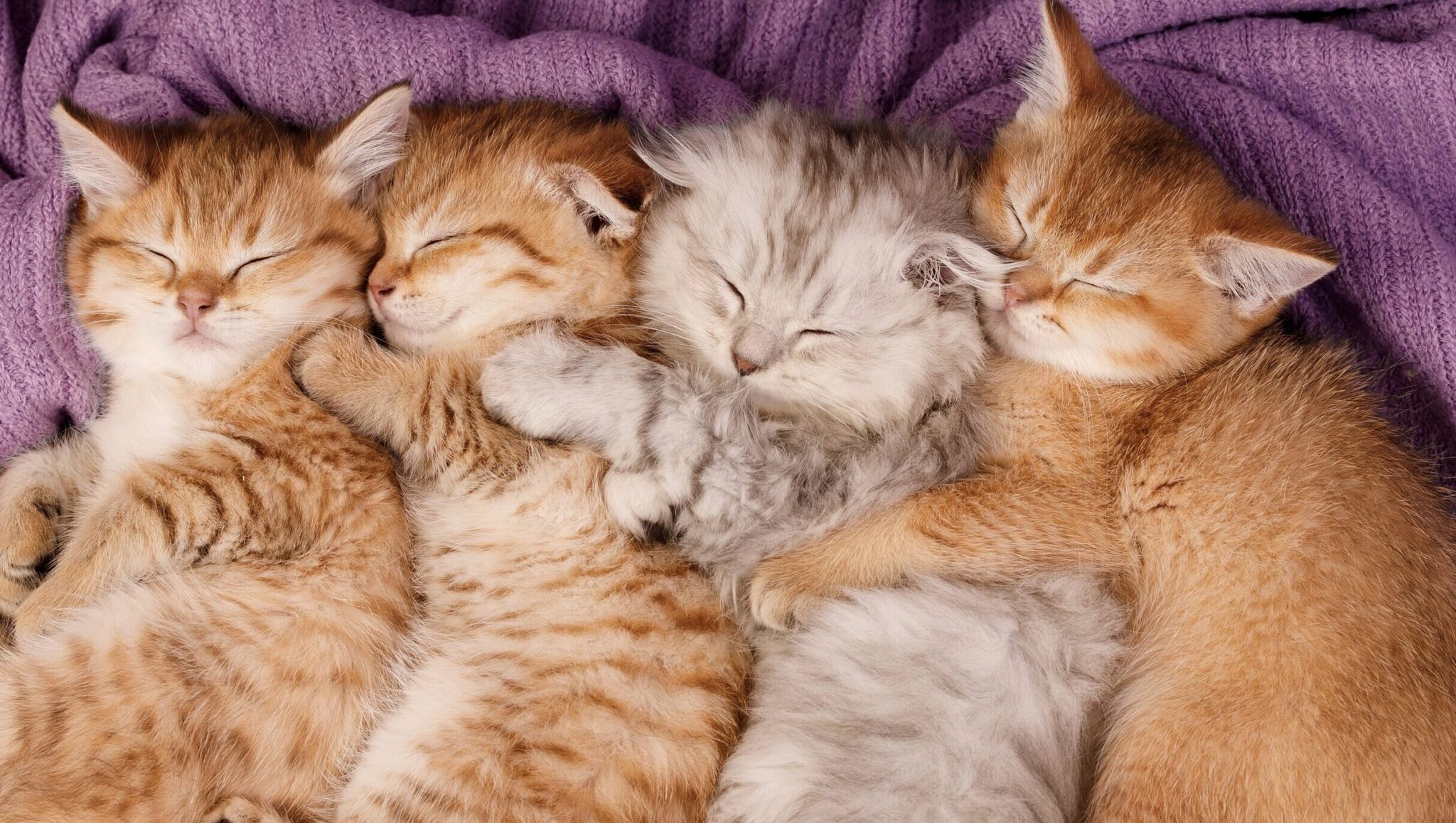 νεογέννητα γατάκια