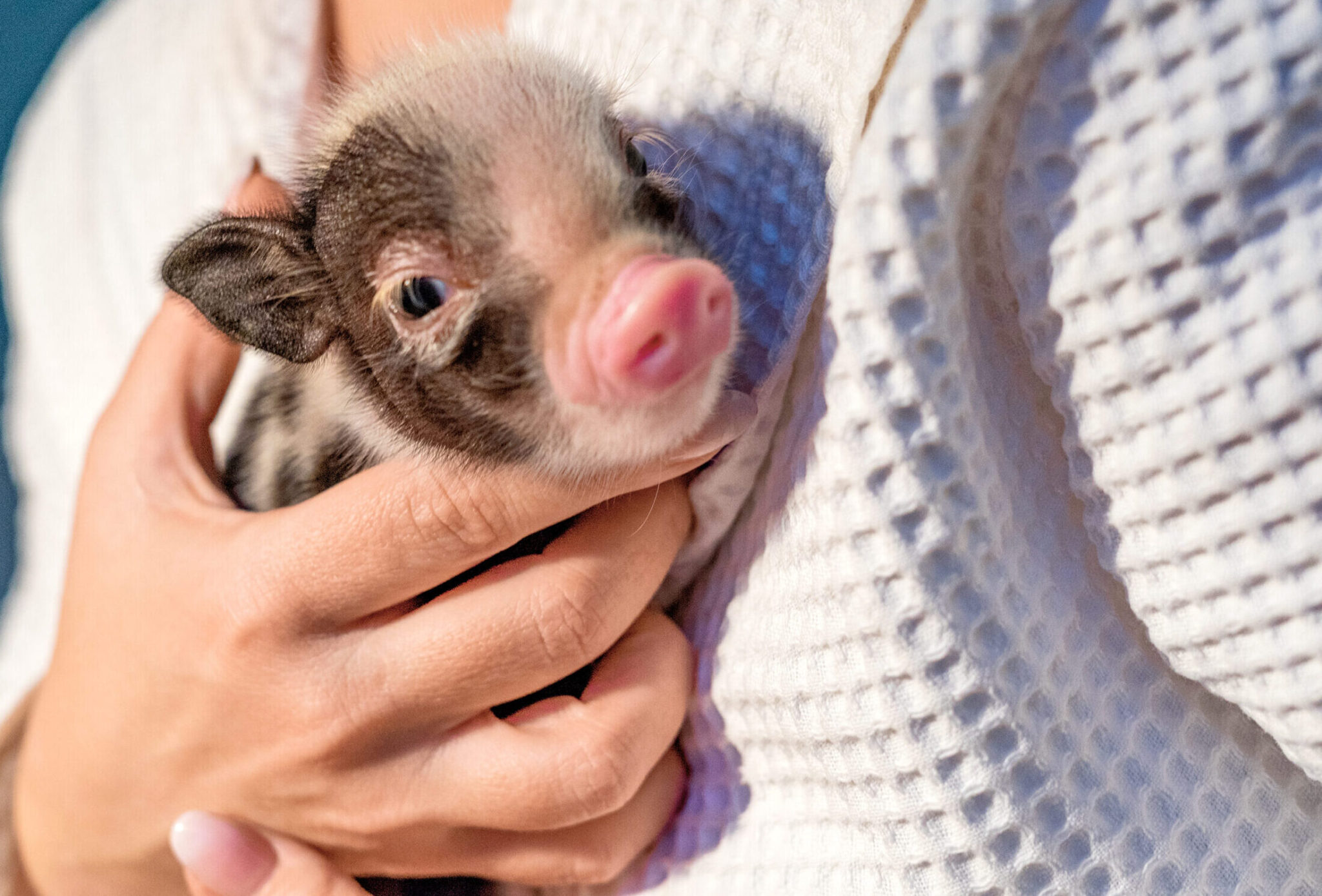 teacup pigs